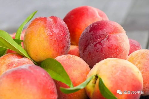 國家教育部助力威縣農(nóng)副產(chǎn)品銷售 威縣農(nóng)民的福音