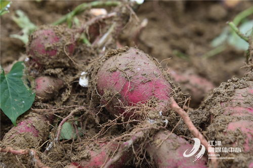 龍華農(nóng)慶村 田間地頭迎豐收，農(nóng)副產(chǎn)品銷售添薯光