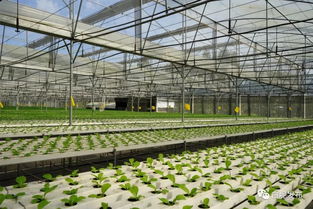 鄉(xiāng)村振興丨串珠成鏈 白坭連片鄉(xiāng)村振興功能集聚區(qū)亮點逐個睇，食品銷售聚集成效顯著