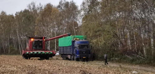 第二管理區(qū)超前謀劃穩(wěn)步推進(jìn)秋糧收獲與食品銷售同步走