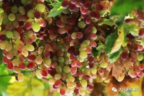 大興冬棗 甜蜜果實背后的動人故事