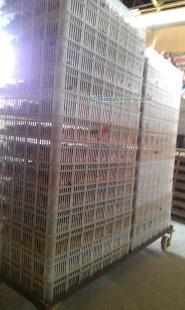 浙江最優(yōu)質(zhì)鵪鶉苗特惠供應(yīng)——助力農(nóng)副產(chǎn)品產(chǎn)業(yè)發(fā)展