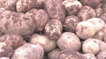 家門口的生態(tài)盛宴 綠野農(nóng)副產(chǎn)品銷售中心引領(lǐng)健康生活新風(fēng)尚