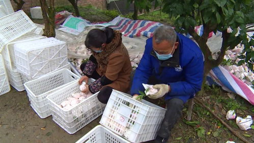 臨濟(jì)鎮(zhèn) 暢通銷售渠道，保障農(nóng)副產(chǎn)品安全銷售