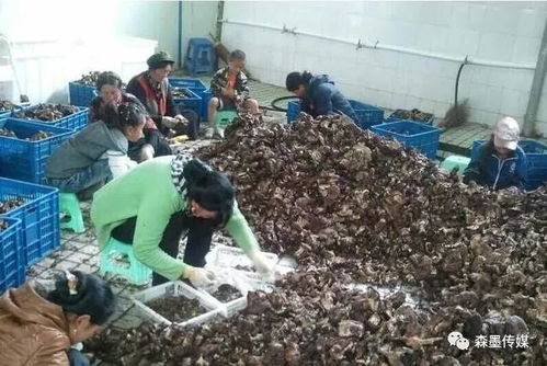 農(nóng)場(chǎng)、合作社與農(nóng)業(yè)公司 辨析差異、補(bǔ)貼政策與農(nóng)副產(chǎn)品銷售路徑